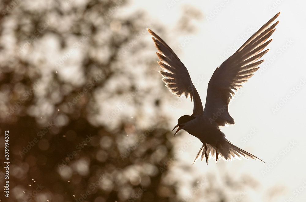 The silhouette of flying tern. Backlight of the sunset. Sunset background.