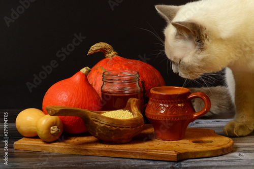 Ingredients for pumpkin porridge. Fall still life with white cat on dark bacground  photo