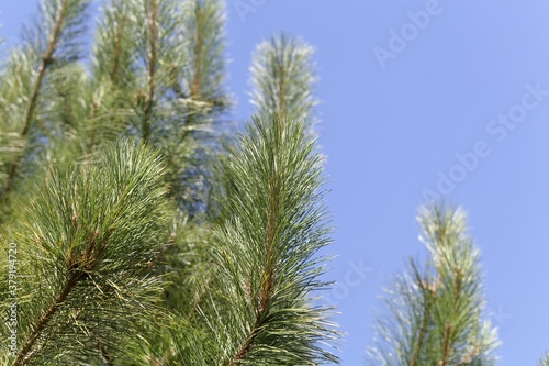 Needles of a red pine  Pinus resinosa