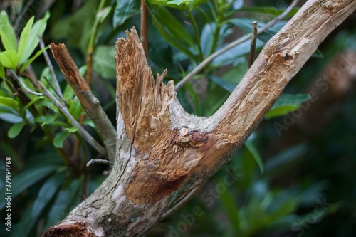 Torn tree branch showing wood grain and foliage in background