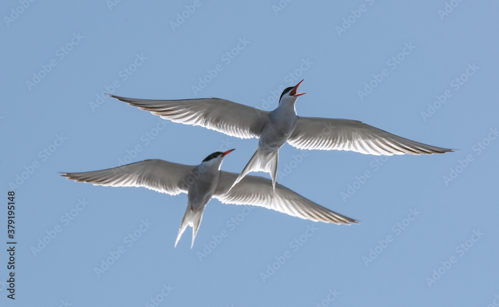 Obraz premium Showdown in the sky. Common Terns interacting in flight. Adult common terns in flight on the blue sky background. Scientific name: Sterna hirundo