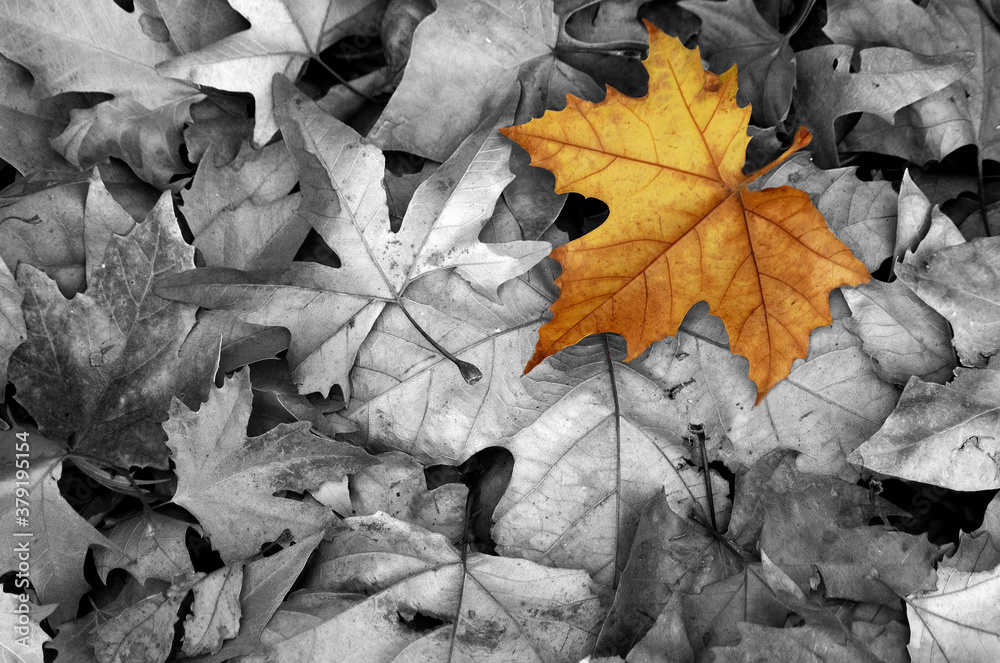 Lo que el viento no arrastro, texturas de otoño. Naturaleza muerta colores de otoño Lo que el viento no arrastro, texturas de otoño. Naturaleza muerta colores de otoño