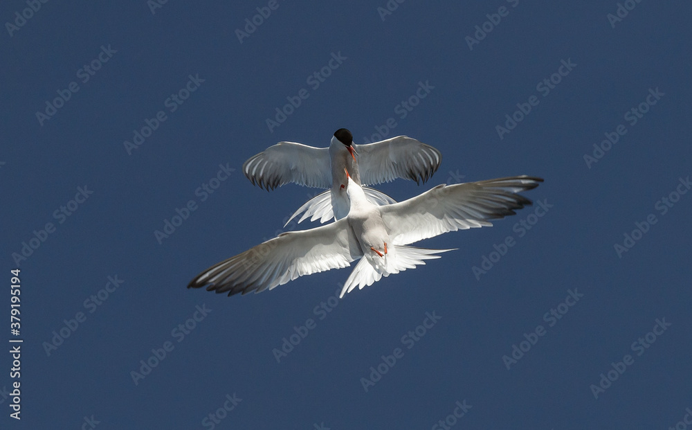Showdown in the sky. Common Terns interacting in flight. Adult common terns in flight on the blue sky background. Scientific name: Sterna hirundo Showdown in the sky. Common Terns interacting in flight. Adult common terns in flight on the blue sky background. Scientific name: Sterna hirundo