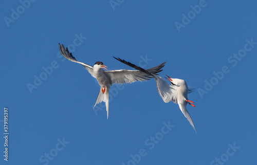 Showdown in the sky. Common Terns interacting in flight. Adult common terns in flight on the blue sky background. Scientific name: Sterna hirundo