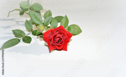 Fototapeta Naklejka Na Ścianę i Meble -  red rose on white