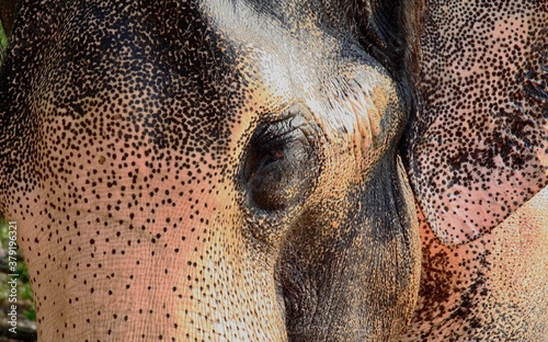 elephant eye, elephant in India © malgorzata