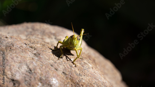 grasshopper on a rock