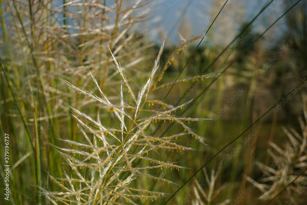 The game of hiding the sun through the gap of casful flowers, Kashful, Wild sugarcane. Saccharum spontaneum. Kashful is usually found beside the riverside of Bangladesh.
