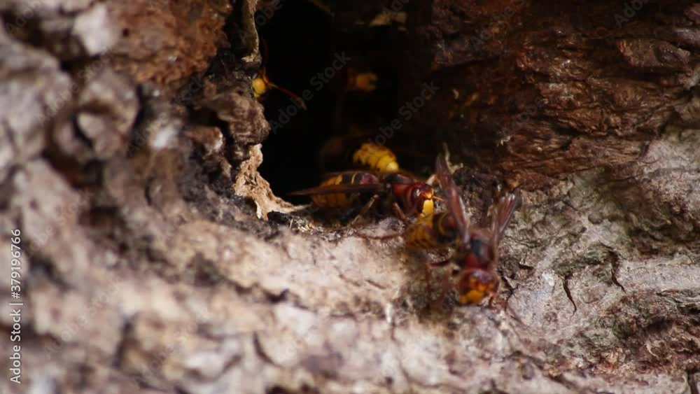 European hornets defend the entry of their hornets nest against invaders and are a dangerous and poisonous pest that build colony with stinging yellow jackets in tree trunks with aggressive attack European hornets defend the entry of their hornets nest against invaders and are a dangerous and poisonous pest that build colony with stinging yellow jackets in tree trunks with aggressive attack