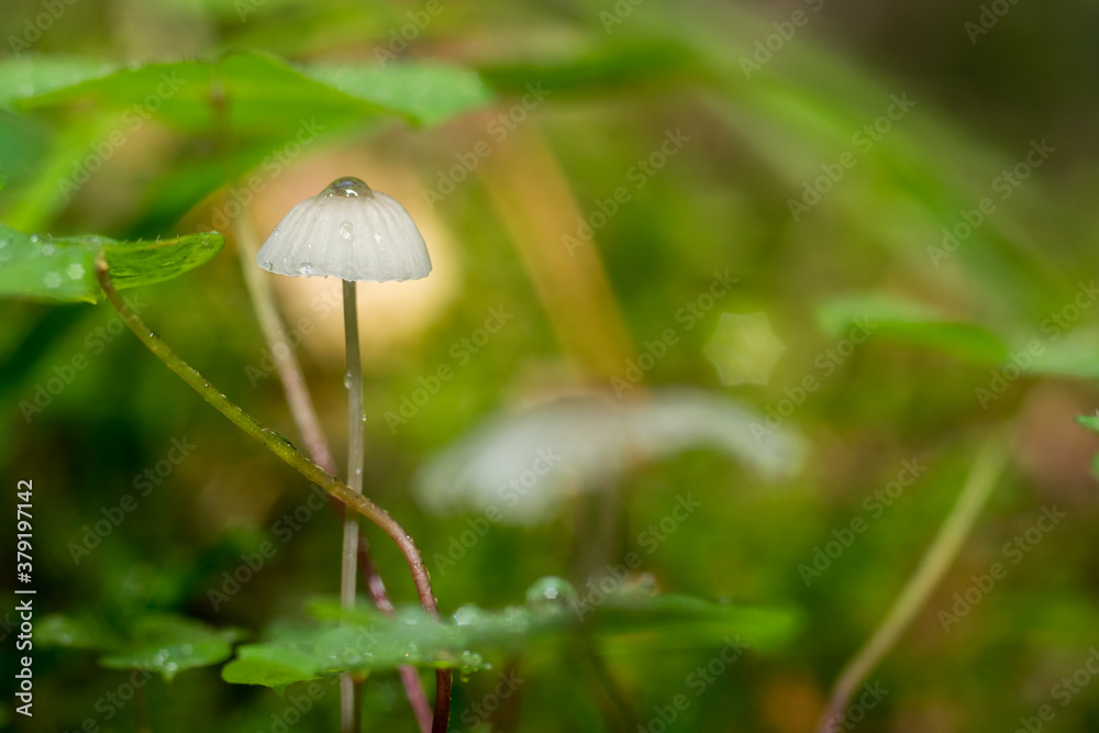 Mycena,
tiny forest mushrooms, macro photo Mycena,
tiny forest mushrooms, macro photo