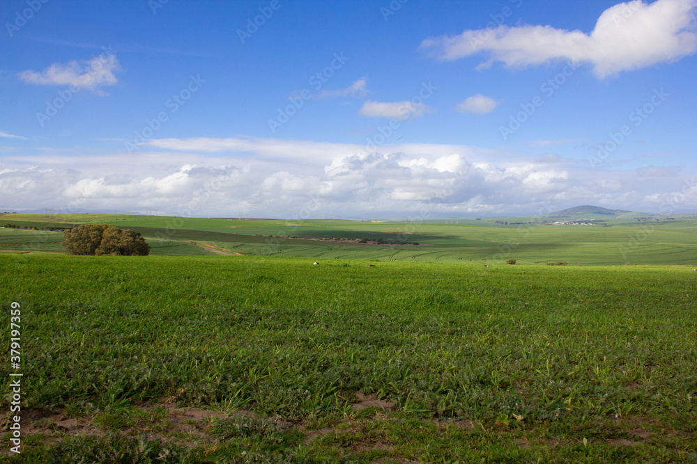 The green landscape, meadow,  farmlands, and vineyards from a distance.