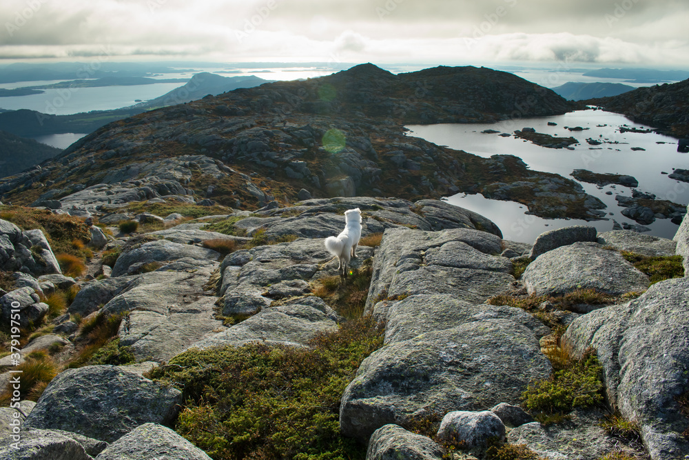 Obraz premium Hiking with Husky Dog Through Europe Hiking Trail Near Stavanger Norway