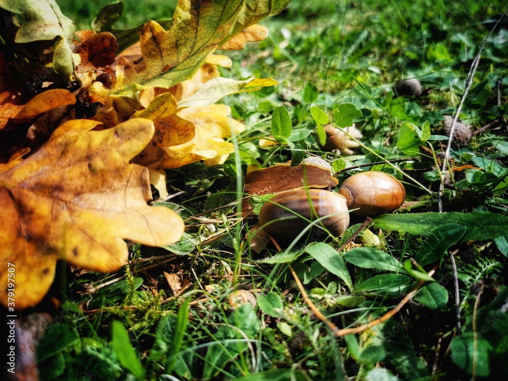 mushrooms in the forest mushrooms in the forest