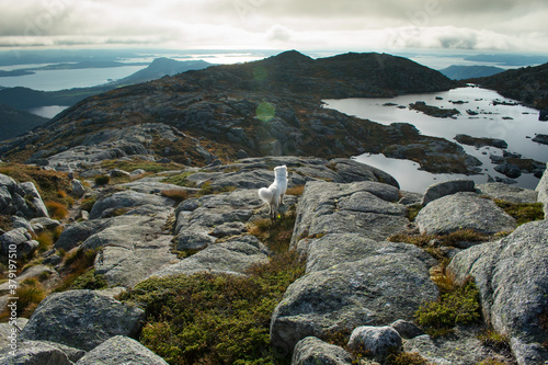 Hiking with Husky Dog Through Europe Hiking Trail Near Stavanger Norway