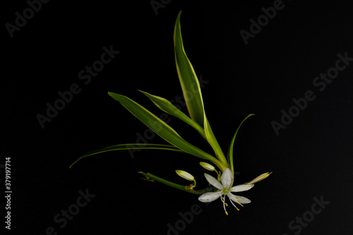 Mały, biały kwiat na czarnym tle.