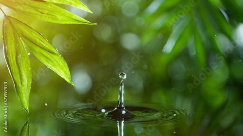 fresh green leaves with water drops over the water   relaxation with water ripple drops concept