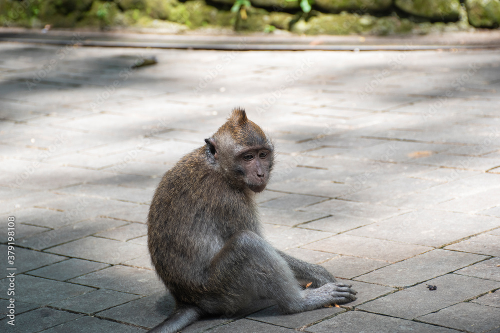 A wild monkey looking for food and waiting in the shadow in an open zoo in Bali