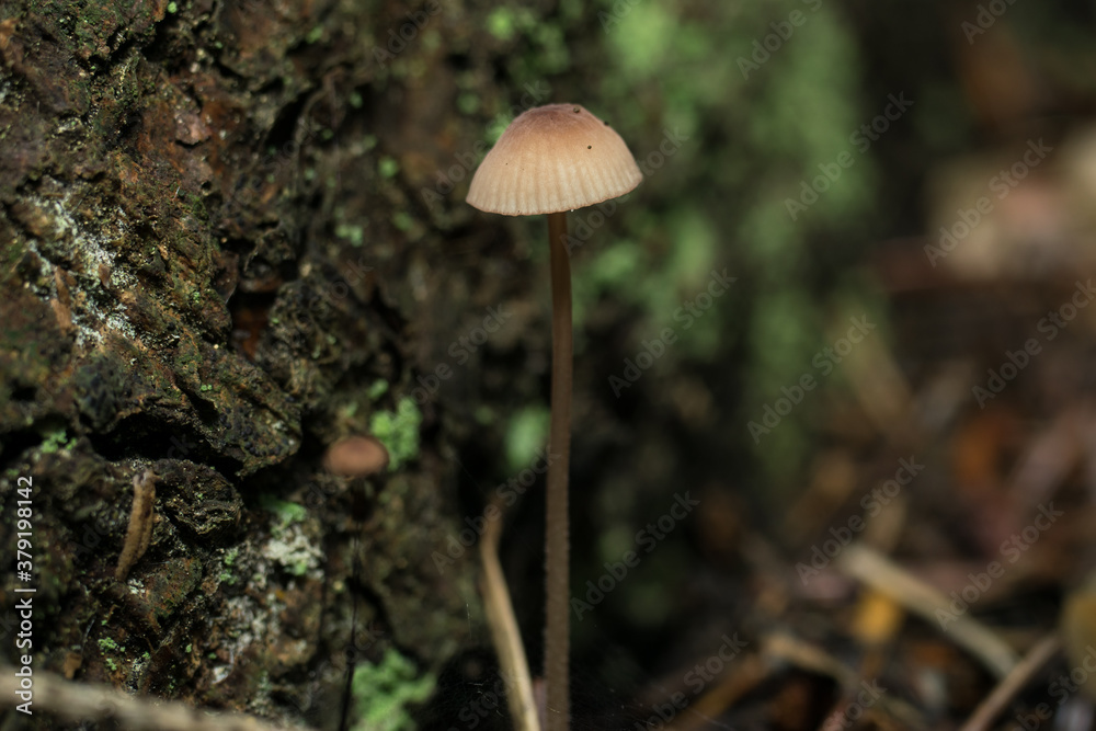 Mycena,
tiny forest mushrooms, macro photo Mycena,
tiny forest mushrooms, macro photo