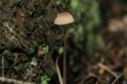 Mycena, tiny forest mushrooms, macro photo