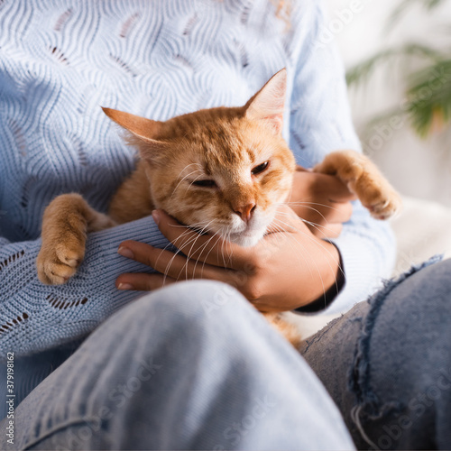 Cropped view of woman in sweater holding ginger cat