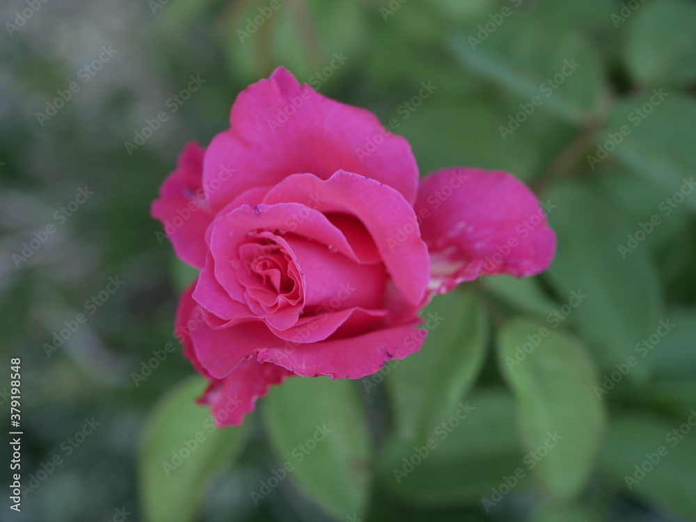 Rosebud light purple on a background of green vegetation on a summer day. Beautiful flowers in the rose garden. Rosebud light purple on a background of green vegetation on a summer day. Beautiful flowers in the rose garden.