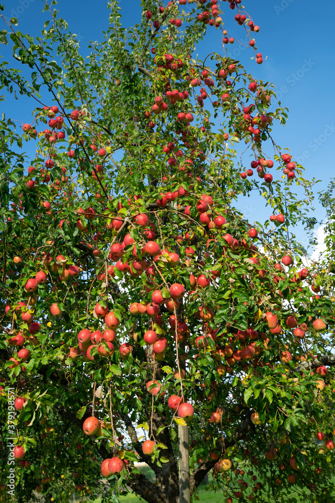 Roter Apfelbaum Roter Apfelbaum