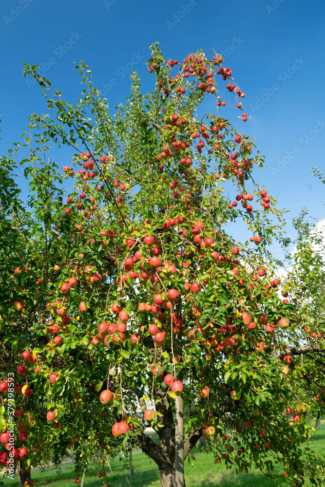 Roter Apfelbaum Roter Apfelbaum