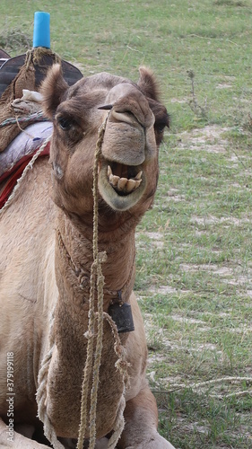 Wallpaper Mural SAFARI JAISALMER INDE DESERT Torontodigital.ca