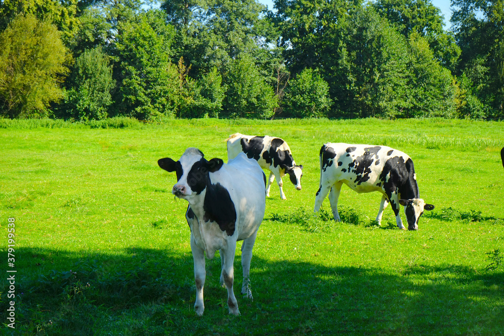 Tierhaltung: Kühe, Rinder im Sommer auf einer grünen Weide, Wiese mit Bäumen im Hintergrund Tierhaltung: Kühe, Rinder im Sommer auf einer grünen Weide, Wiese mit Bäumen im Hintergrund