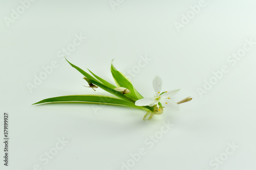 Mały, biały kwiat z łodygą na jasnym tle.