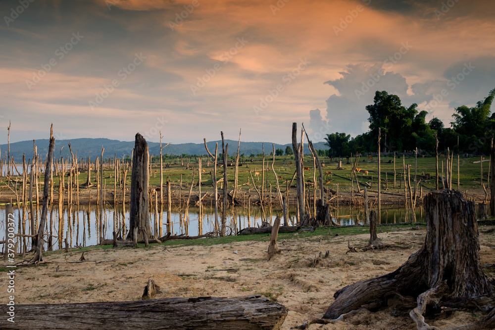 the sunset with dead trees foreground , nakaiy laos 