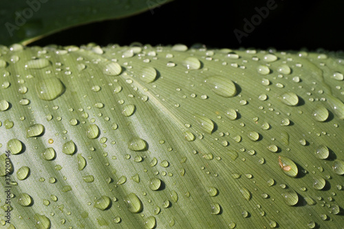 foglia macro con gocce di pioggia © saragone
