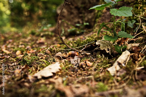 Waldfrüchte auf dem Waldboden. Eicheln und Buchecker kündigen den Herbst an.  © Thomas