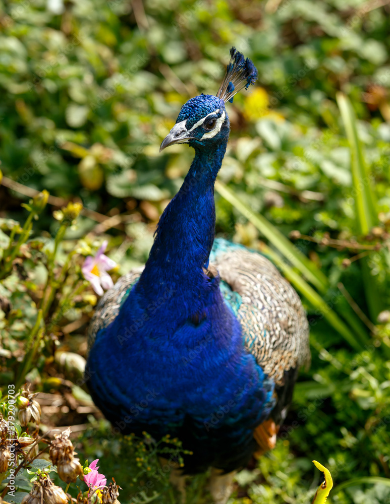 Obraz premium Indian Blue Peafowl or peacock Pavo cristatus