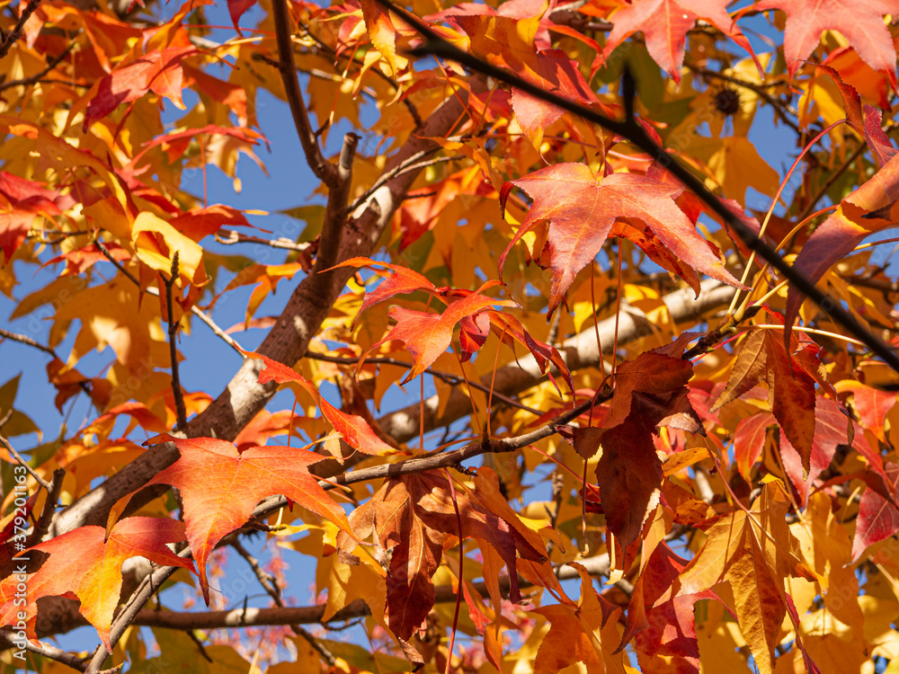 Paisaje otoñal con hojas de colores amarillos y rojos. Llinars del Valles, otoño 2019 Paisaje otoñal con hojas de colores amarillos y rojos. Llinars del Valles, otoño 2019