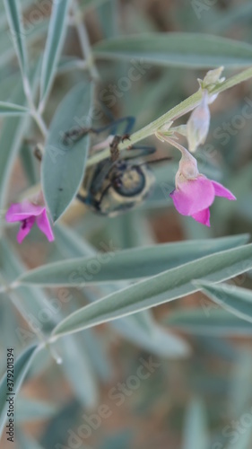 Wallpaper Mural SAFARI JAISALMER INDE DESERT Torontodigital.ca