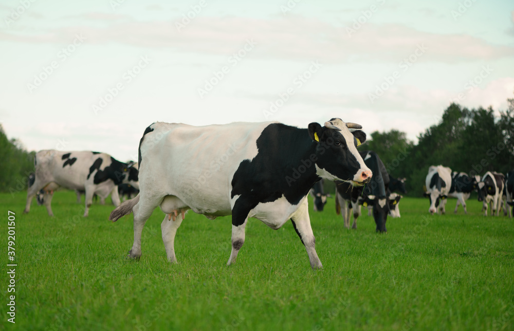 The cow is walking on the pasture.