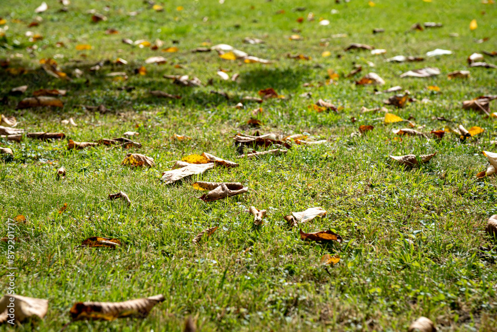 grass in the forest with fallen leaves grass in the forest with fallen leaves