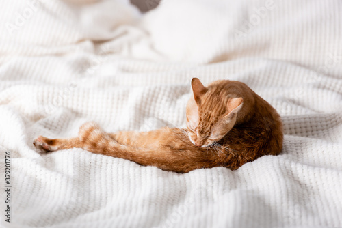 Selective focus of tabby cat lying on plaid on bed