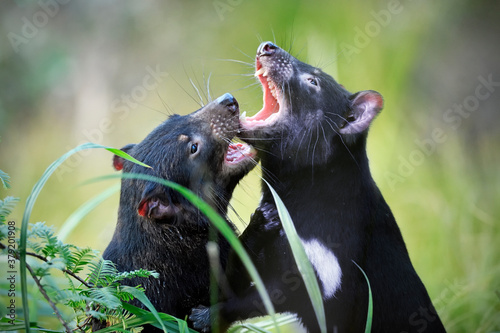 Carta da parati Tasmanian devil pair fight bite