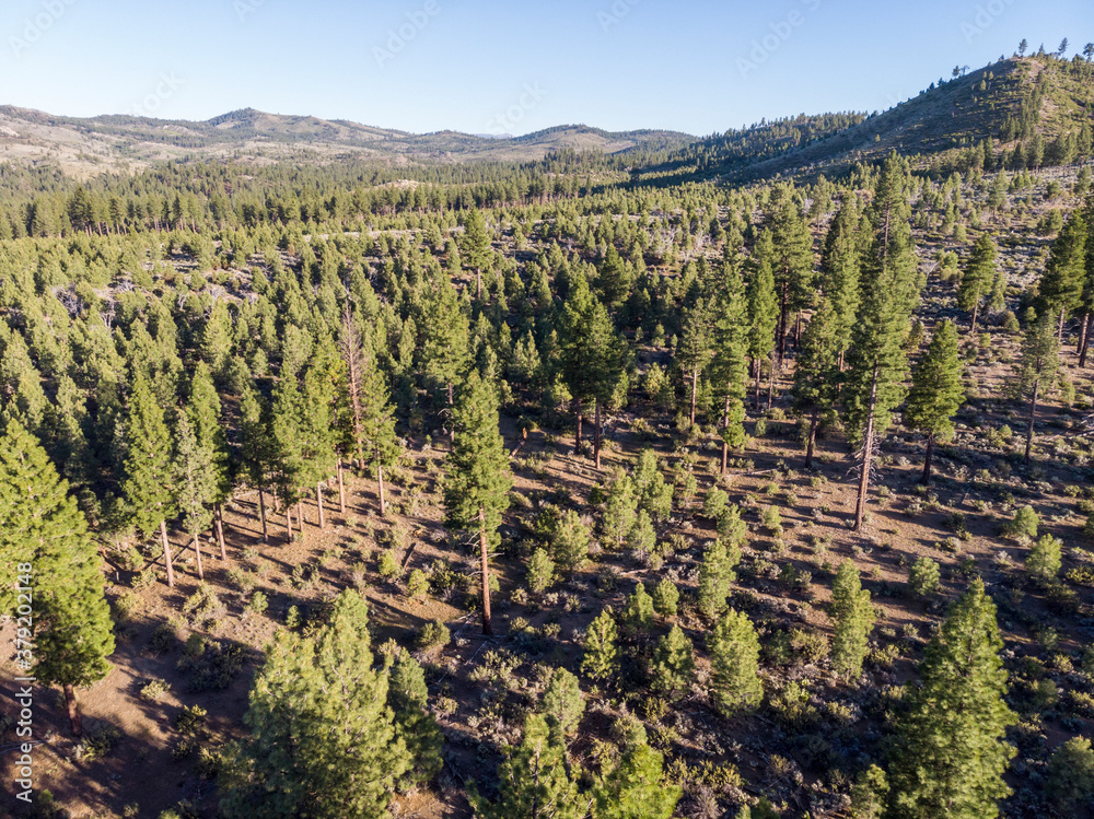 Drone flying trees and mountains Nevada backcountry