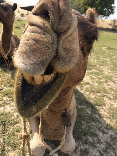 Wallpaper Mural SAFARI JAISALMER INDE DESERT Torontodigital.ca