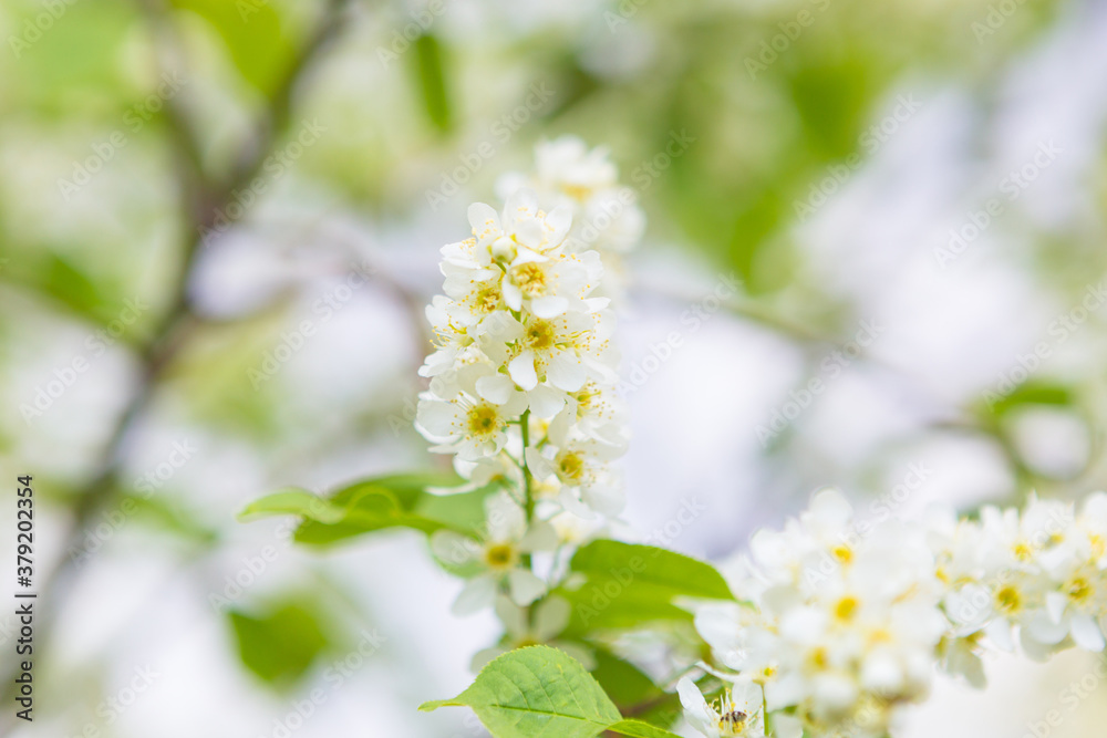 Bird cherry closeup with selective focus. Focus is on central part of the image.