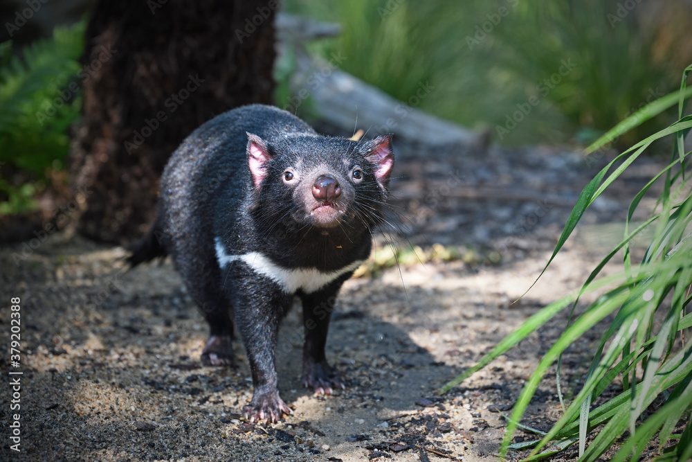 Tasmanian devil walks on path sniffing Tasmanian devil walks on path sniffing