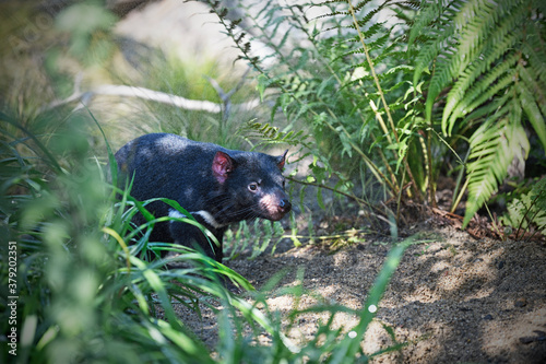Fototapeta Naklejka Na Ścianę i Meble -  Tasmanian devil in water drops