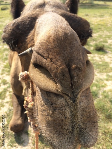 Wallpaper Mural SAFARI JAISALMER INDE DESERT Torontodigital.ca