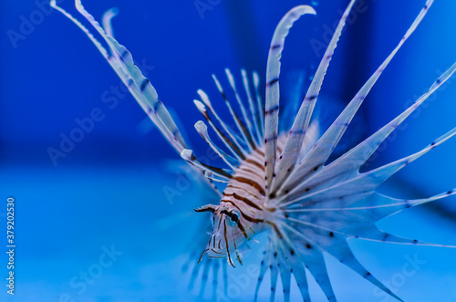 Closeup of lionfish in a marine aquarium