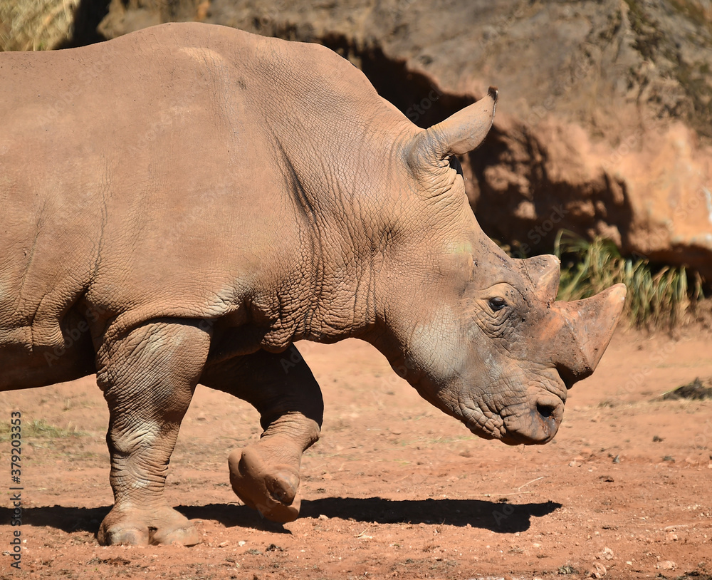 Fototapeta premium rinoceronte
