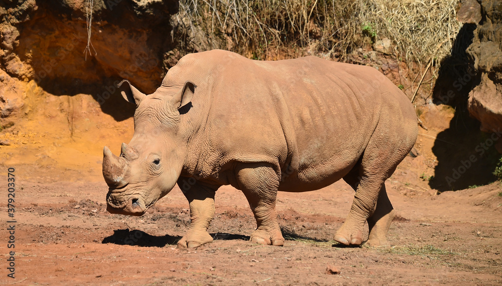 Fototapeta premium rinoceronte