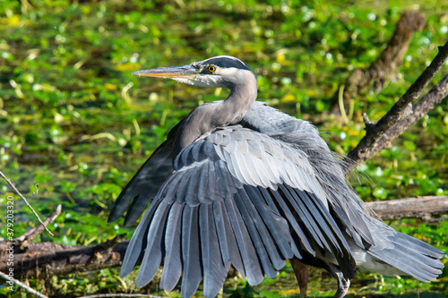 great blue heron